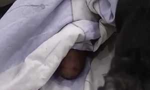 Clever Dog Deceives Friend