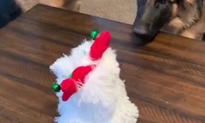 Dogs Mesmerized by Mechanical Puppy
