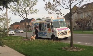 Patient pup waits his turn at the ice cream truck