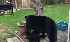 Black Bear and Cubs Play Around in Back Yard