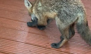 Friendly Fox Gets a Hand-Fed Treat