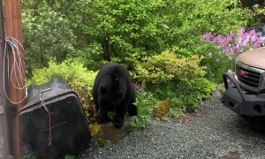 Bear Tries to Break in to Bear Proof Trash Can