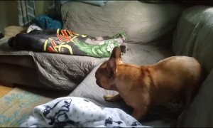 Boo the Frenchie Playing with a Kitten