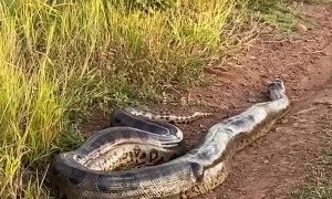 Roadside Anaconda Gets Rowdy