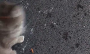 Kitty Wearing Chip Bag Can't Cross the Road