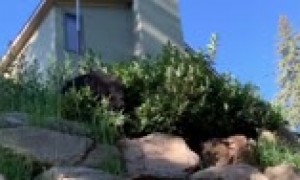 Crazy close bear encounter right outside Colorado home