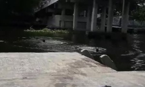 Boat Gets in the Way of Bridge Jump