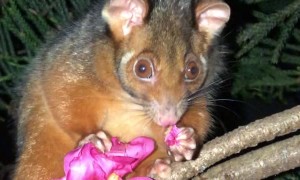 Aussie Possum Eating Pink Flower
