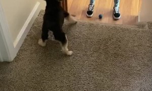 Pup Passes the Ball Back