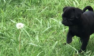 Courageous Pug Pup Tackles a Dandelion