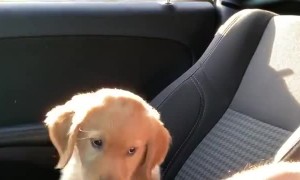 Precious Puppy Paws at Person for Pets