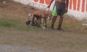 Dog Goes on His Walk with Some Help