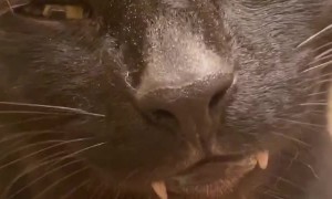 Vampire Kitty Enjoys Having His Hair Brushed