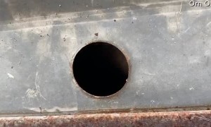 Pooch Peeks through a Peep Hole