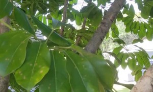 Rehabilitated Squirrel Loves Daily Playtime