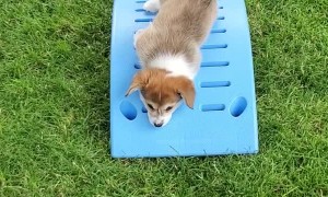 Corgi Slowly Slides into Monday