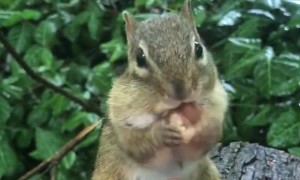Chipmunk Loves His Cup Of Hazelnuts