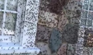 Condo is Utterly Covered in Locusts