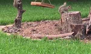 Backyard Squirrel Circus