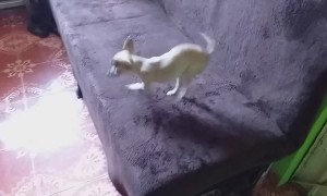 Doggy Spins Into a Frenzy Over Taco Treat