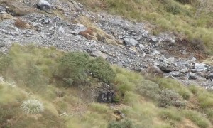 You won't believe what's hiding on this hillside - look closely!