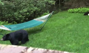 Mama Bear Brings Her Baby Cubs to Check Out Hammock