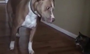 Cautious Pit Bull slowly walks past harmless cat