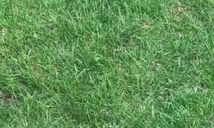 Totally Confused Tortoise