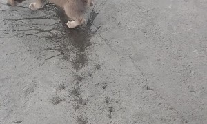 Puppy Cools Belly Off on a Hot Day