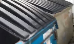 Freeing Rikki the Raccoon