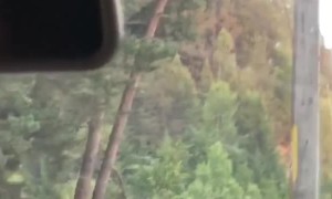 Woman Almost Turns Into Bear Food for Photo Opportunity