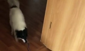 Dog Wants to Play With a Cat