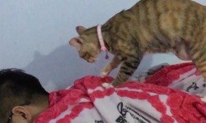 Man Gets a Friendly Massage from a Feline