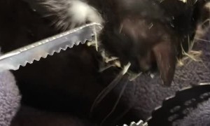 Kitty Has Encounter With a Cactus