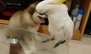Barking Bird Confounds Canines