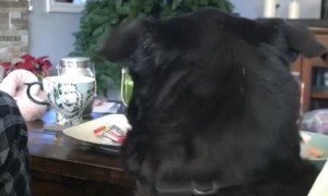 Dog Snatches Salami From Cat's Head