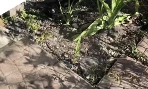 Squirrel Saved by Good Samaritan