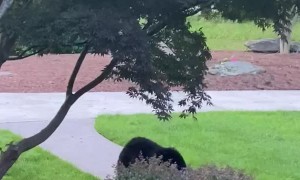 Bold Black Bear Not Scared of Humans