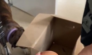 Prankster Son Fooled by the Chicken Egg Trick