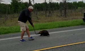 Beaver Doesn't Want to Budge