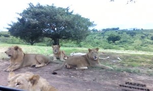 Lioness attempts to join safari goers, opens car door