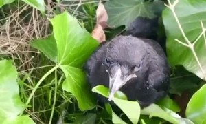 Crow's Incredible Aim to Protect Her Fallen Chick