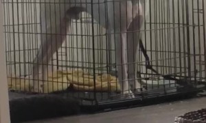 Crate Can't Keep Boxer From Breakfast