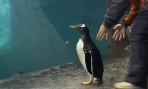 Penguin Goes Back to the Pool