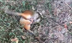 Chipmunks Playing in the Yard