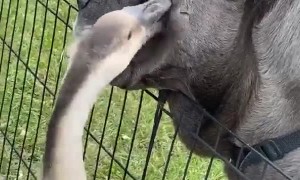 Large Dog Loves Getting Groomed by Garth the Goose