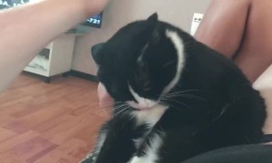 Cat Acts Offended after Owner Returns from Vacation