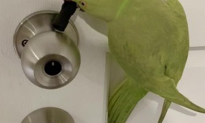 The Bird That Picks Locks