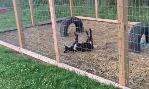 Goat Faints from Flip