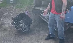 Turkey Gives Guy a High Five